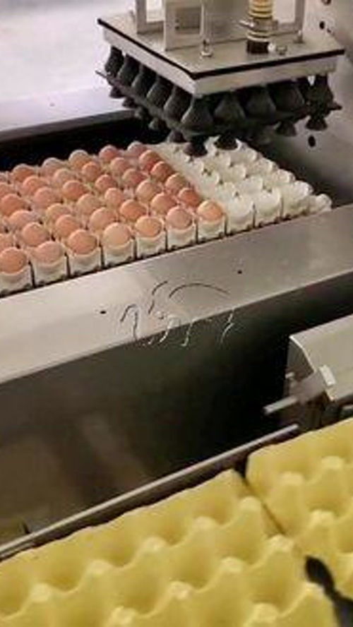 雞蛋自動(dòng)擺盤(pán)流水線 雞蛋 養(yǎng)雞廠 食品機(jī)械設(shè)備 自動(dòng)化生產(chǎn)線