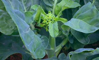 綠色蔬菜 芥蘭圖片高清圖片免費下載 jpg格式 編號15393052 千圖網